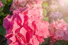 大深粉红色的绣球花花朵8月夏天花
