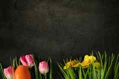 复活节鸡蛋新鲜的绿色草灰色混凝土背景色彩斑斓的粉红色的郁金香黄色的雏菊快乐复活节假期概念复制空间前视图设计