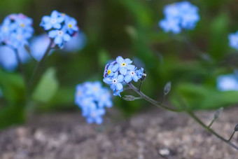 春天蓝色的勿忘我花野花