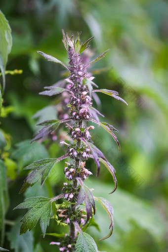 <strong>益母草</strong>医疗植物日益增长的在户外<strong>益母草</strong>心脏草