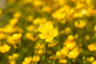 <strong>毛茛属植物</strong>野花<strong>毛茛属植物</strong>笔<strong>植物</strong>自然背景