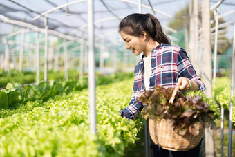 农民年轻的女人持有篮子蔬菜农场挑选蔬菜水培蔬菜花园