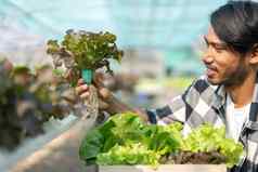 年轻的亚洲农民检查新鲜的绿色橡木生菜沙拉有机水培蔬菜托儿所农场业务有机水培蔬菜概念
