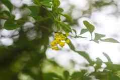 小檗属植物寻常的植物夏天公园