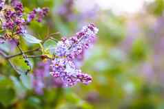淡紫色花紫丁香寻常的植物开花季节