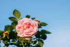 粉红色的玫瑰花园装饰植物