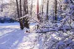 冬天一天拉脱维亚欧洲风景优美的自然视图