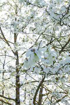 杜鹃花美自然美丽的春天盛开的背景