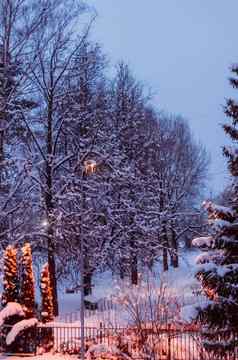 冬天景观白雪覆盖的树