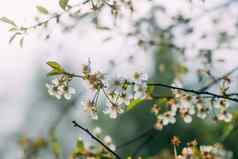 白色樱桃花朵春天公园美丽的自然背景春天农村