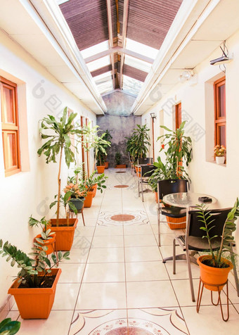 酒店走廊锅自然植物走廊热带酒店
