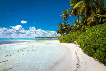 热带海滩加勒比海田园saona岛多米尼加共和国