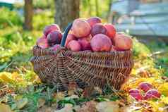 收获有机自然成熟的红色的苹果篮子秋天花园