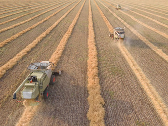 结合割油菜籽场农工的复杂的结合收割机削减油菜籽机删除油菜籽收获粮食作物收获牧场农业土地