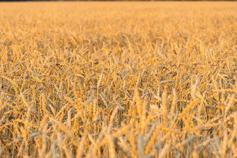 金麦片场<strong>耳朵</strong>小麦农业农场农业概念收获小麦场农村风景成熟<strong>耳朵</strong>牧场收获概念成熟的<strong>耳朵</strong>小麦麦片作物面包黑麦粮食