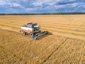 收获小麦粮食作物空中视图收获小麦燕麦大麦字段牧场农田结合割场农用工业结合收割机切割小麦提起机收获