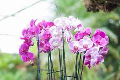 美丽的紫色的蝴蝶 兰布鲁姆兰花花花园背景