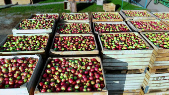 航空前视图木容器盒子填满前成熟的红色的绿色美味的<strong>苹果</strong>年度收获期<strong>苹果</strong>果园新鲜的选<strong>苹果</strong>收获农场