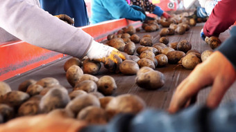 特写镜头工人手套排序土豆手动输送机带土豆把大木盒子包装土豆排序农场农业生产部门