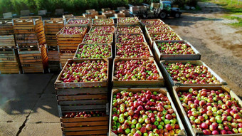 航空前视图木容器盒子填满前成熟的红色的绿色美味的苹果年度收获期苹果<strong>果园</strong>新<strong>鲜</strong>的选苹果收获农场