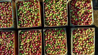 特写镜头航空前视图木容器盒子填满前成熟的红色的绿色美味的苹果年度收获期苹果果园新鲜的选苹果收获农场