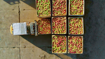 新鲜的选苹果收获农场小加载程序叉车卡车机加载把大木盒子垃圾箱完整的成熟的红色的绿色苹果前前视图航空视频