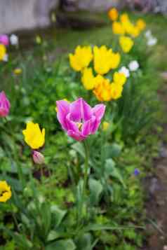 紫色的黄色的郁金香布鲁姆花床上春天花园种植有爱心的花花圃