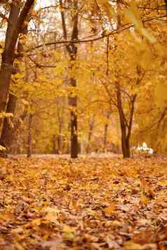 秋天公园树灌木黄色的叶子地面分支机构田园场景