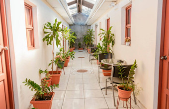 走廊热带酒店酒店走廊锅自然植物
