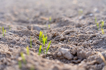 年轻的植物冬天<strong>小麦</strong>年轻的<strong>小麦</strong>作物场场年轻的<strong>小麦</strong>大麦黑麦年轻的绿色<strong>小麦</strong>日益增长的土壤