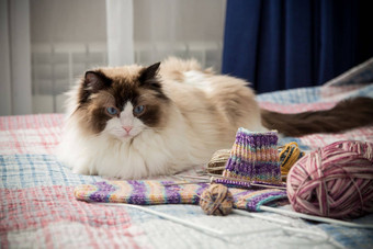 彩色的线程针织针项目手针织可爱的国内猫布偶猫