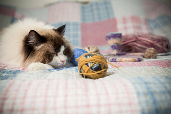 彩色的线程针织针项目手针织可爱的国内猫<strong>布偶</strong>猫