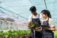亚洲女人男人。农民工作有机水培沙拉蔬菜农场平板电脑检查质量生菜温室花园