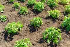 土豆灌木场农业行业日益增长的蔬菜