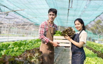 亚洲年轻的夫妇农民温室水培持有篮子<strong>蔬</strong>菜收获<strong>蔬</strong>菜绿色沙拉
