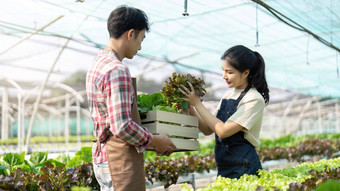 亚洲年轻的夫妇农民温室水培持有篮子蔬菜收获蔬菜绿色沙拉