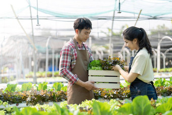 亚洲年轻的夫妇农民温室水培持有篮子蔬菜收获蔬菜绿色沙拉