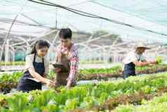 亚洲女人男人。农民工作有机水培沙拉蔬菜农场平板电脑检查质量生菜温室花园