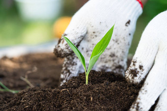 园丁女人植物树泥炭莫斯有机事改善土壤农业有机植物日益增长的生态概念