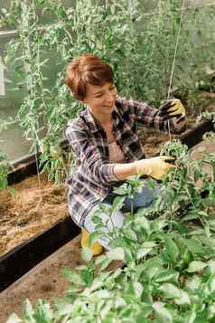 年轻的微笑农业肖像女人工人温室工作固定西红柿温室花园工作春天季节
