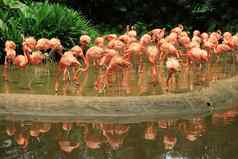 群群集红色的粉红色的火烈鸟新加坡动物园