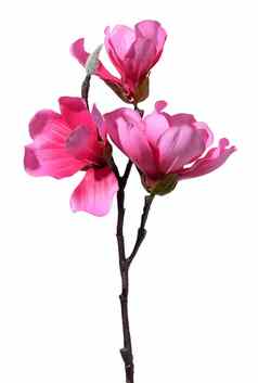 木兰分支粉红色的花白色背景纺织材料