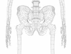 骨架人类骨盆
