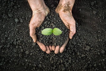 一些地球保存环境发芽植物手完整的肥沃的土壤农民持有植物土壤健康环境一天地球花园土壤手持有地球植物幼苗发芽手幼苗