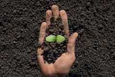 发芽植物手完整的肥沃的土壤农民持有植物土壤健康环境一天地球花园土壤手持有地球植物幼苗发芽手幼苗一些地球保存环境