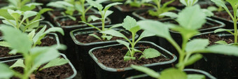 温室大各种绿色植物概念种植作物春天