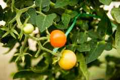 西红柿挂分支温室