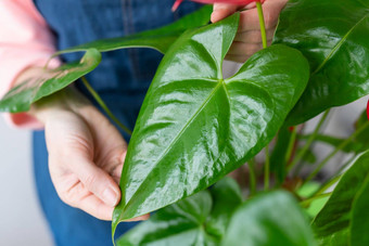 女孩湿巾大绿色叶子花烛属植物<strong>花盆</strong>灰尘发光叶护理修剪<strong>花盆</strong>首页