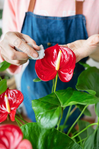 女孩湿巾大绿色叶子花花烛属植物<strong>花盆</strong>灰尘护理修剪<strong>花盆</strong>首页