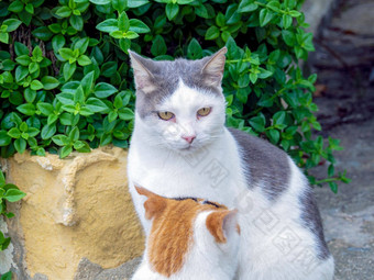 美丽的猫马耳他岛